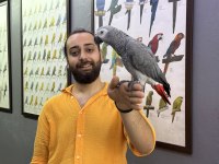 200 KELİME KONUŞAN GEVEZE EĞİTİMLİ JAKO PAPAĞANI