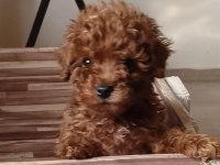Poodle bebekler uygun verilecek