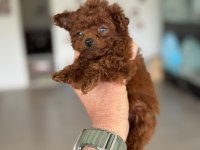 Çok özel Tiny kore poodle yavrularımız ziyarete açık