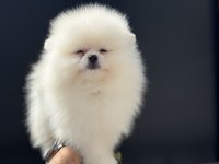 Petmode köpek çifrliğinden Pomeranian boo