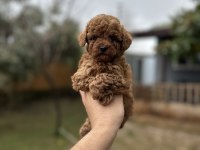 Sağlık ve ırk garantili toy Poodle yavrularımız