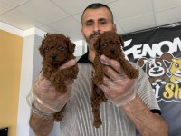 wc eğitimli toy poodle yavrular ankara her ile teslim