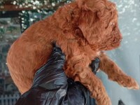 IRK VE SAĞLIK GARANTİ POODLE YAVRULARIMUZ