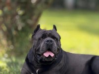 Özel seçim dev gibi cane corso bebekler