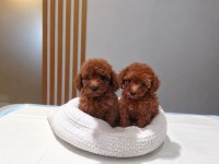 RUHSATLI KÖPEK ÇİFTLİĞİNDEN TOY POODLE YAVRULARIMIZ
