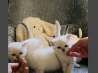 SAFKAN MAVİ GÖZ BRİTİSH YAVRULARIMIZ