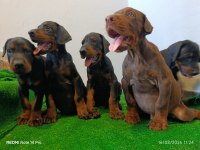 A scr üst düzey doberman