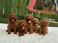 ERKEK DİŞİ POODLE BEBEKLER