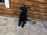 Petmode den Sçr Belgeli Black Solid Alman kurdu yavrumuz
