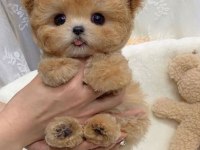 EVİNİZİN YENİ NEŞESİ MALTİPOO