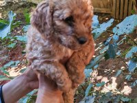 Uygun Bütçeli Harika Maltipoo Bebekler poodle gibi