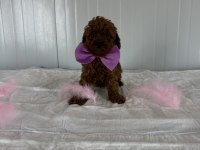 Korekan Poodle Bebekler