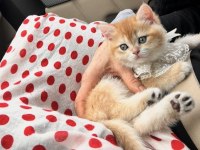 Saf kan golden british shorthair (şecereli)