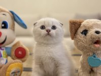 SCOTTISH FOLD SILVER YAVRULARIM