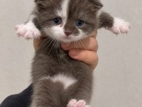 A KALİTE EŞSİZ GÜZELLİKTE KEDİLER (REZERVE ILANIDIR)