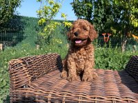 SAF KAN HİPOALERJENİK RED TOY POODLE YAVRULAR