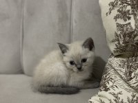 Safkan British Shorthair Yavru