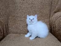 British shorthair silver point kızımız