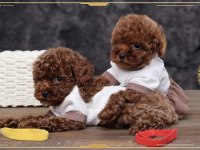 Toy poodle yavrularımız