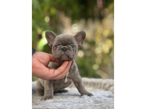 Lilac tan french bulldog bebekler