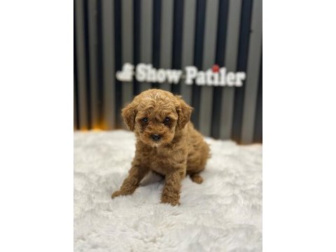 Toy poodle baby face