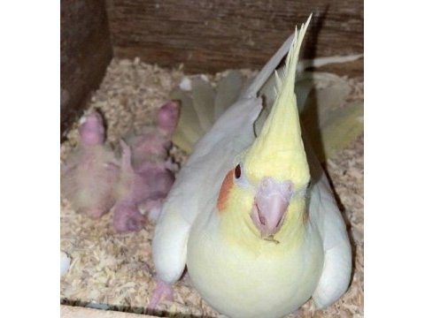 Son iki lutino kırmızı göz sultan papağanı yavrular