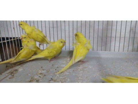 Yavru japones muhabbet kuşları