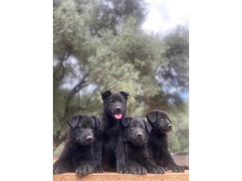 Muhteşem alman çoban köpeği yavrularımız