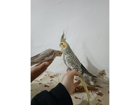 Yavru sultan papağanı eğitimli ev kuşu full evcil %100