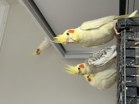 2.5 aylık lutino sultan papağanları