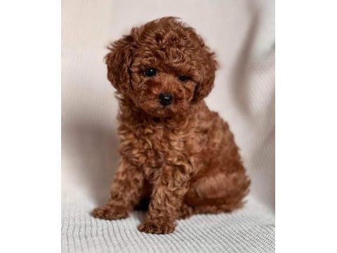 Sevimli toy poodle yavru köpekler