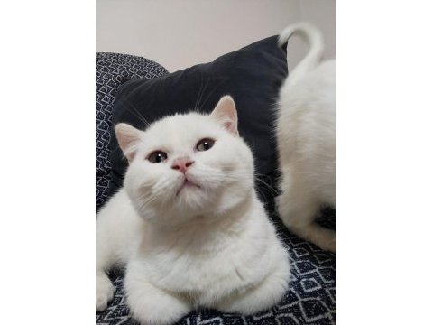 Kartopu british shorthair yavrularımız