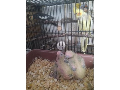 6 aylık pearl sultan papağanı yavrusu
