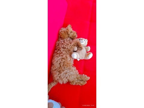 Acil toy poodle