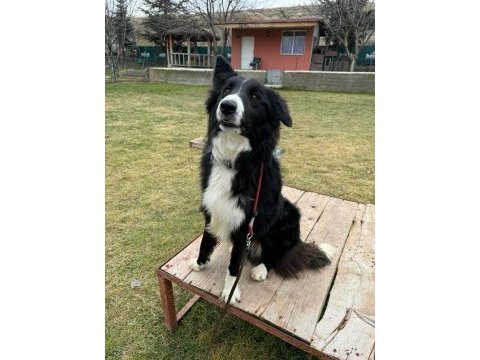 Eğitimli erkek border collie yavrusu