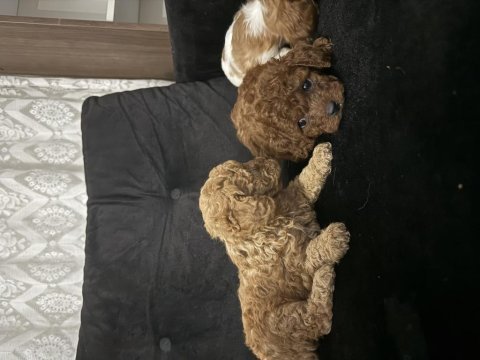 2 aylık toy poodle