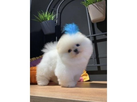 Orjinal safkan şecereli pomeranian boo yavruları