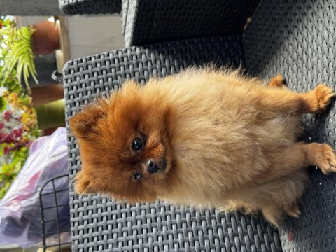 Pomeranian boo sıfır burun barbie 1 yaşında