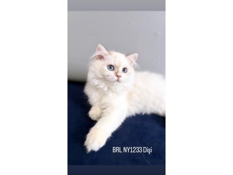 British longhair golden point ny1233 disi
