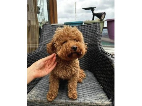 Irk ve sağlık garantili toy poodle