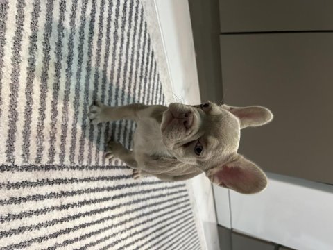 New shade french bulldog