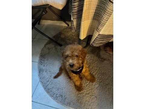 Yavru toy poodle