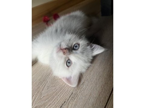 2 aylık british shorthair kedimize yuva arıyoruz