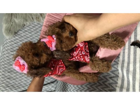 Teacup toy poodle