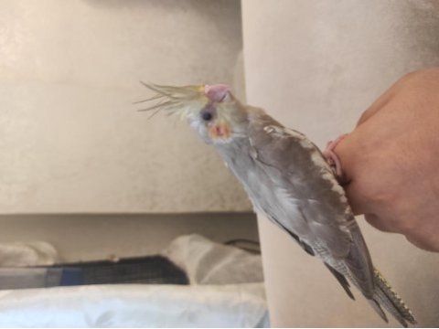 35 günlük yavru sultan papağanı yavrusu