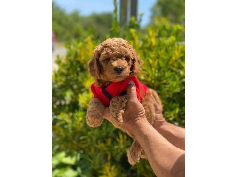 Ruhsatlı çiftliğimizden anne altı toy poodle