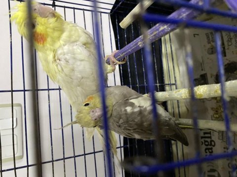 Ele avuca gelen sultan papağanı yavrular