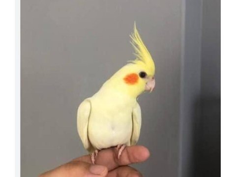 Ev ortamında yetişen lutino sultan papağanı