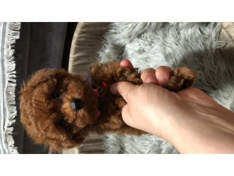 Teacup toy poodle