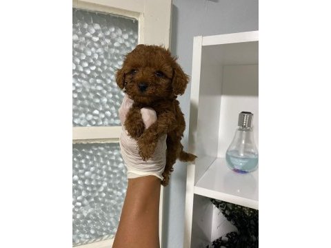 Kore bebek toy poodle miniğim ful garantili